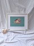 Peinture nautile
