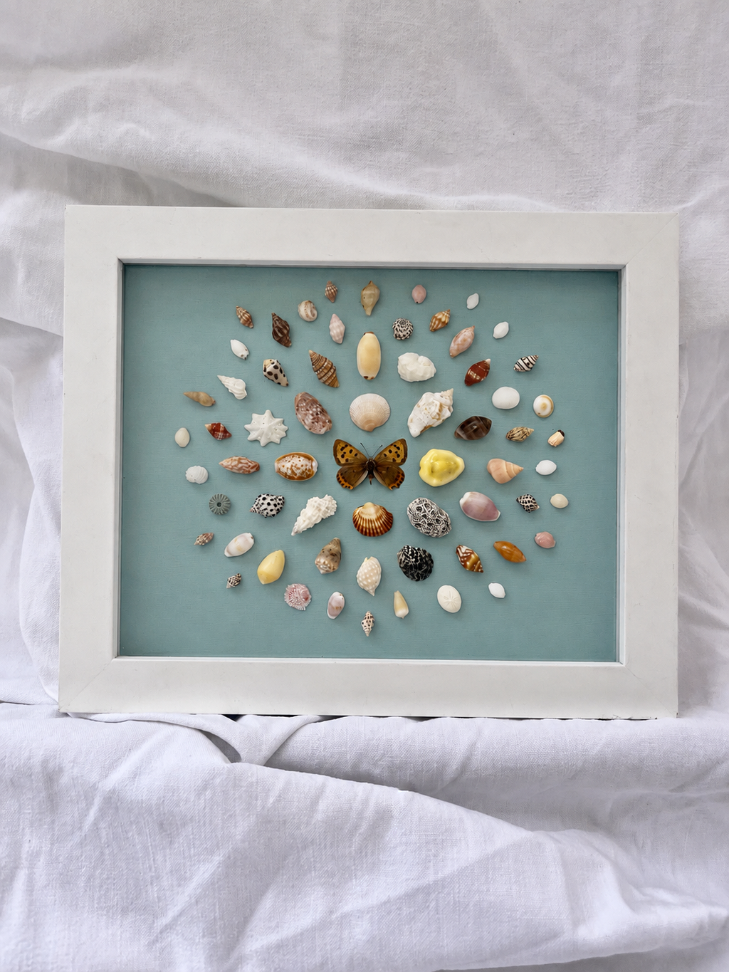 Cadre coquillages / papillon