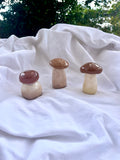 Cèpes d’été
