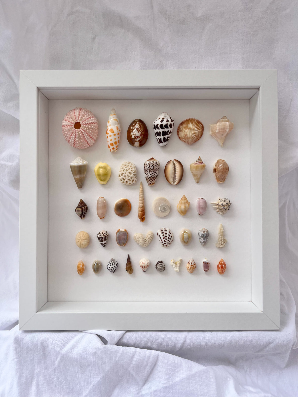 Cadre coquillages