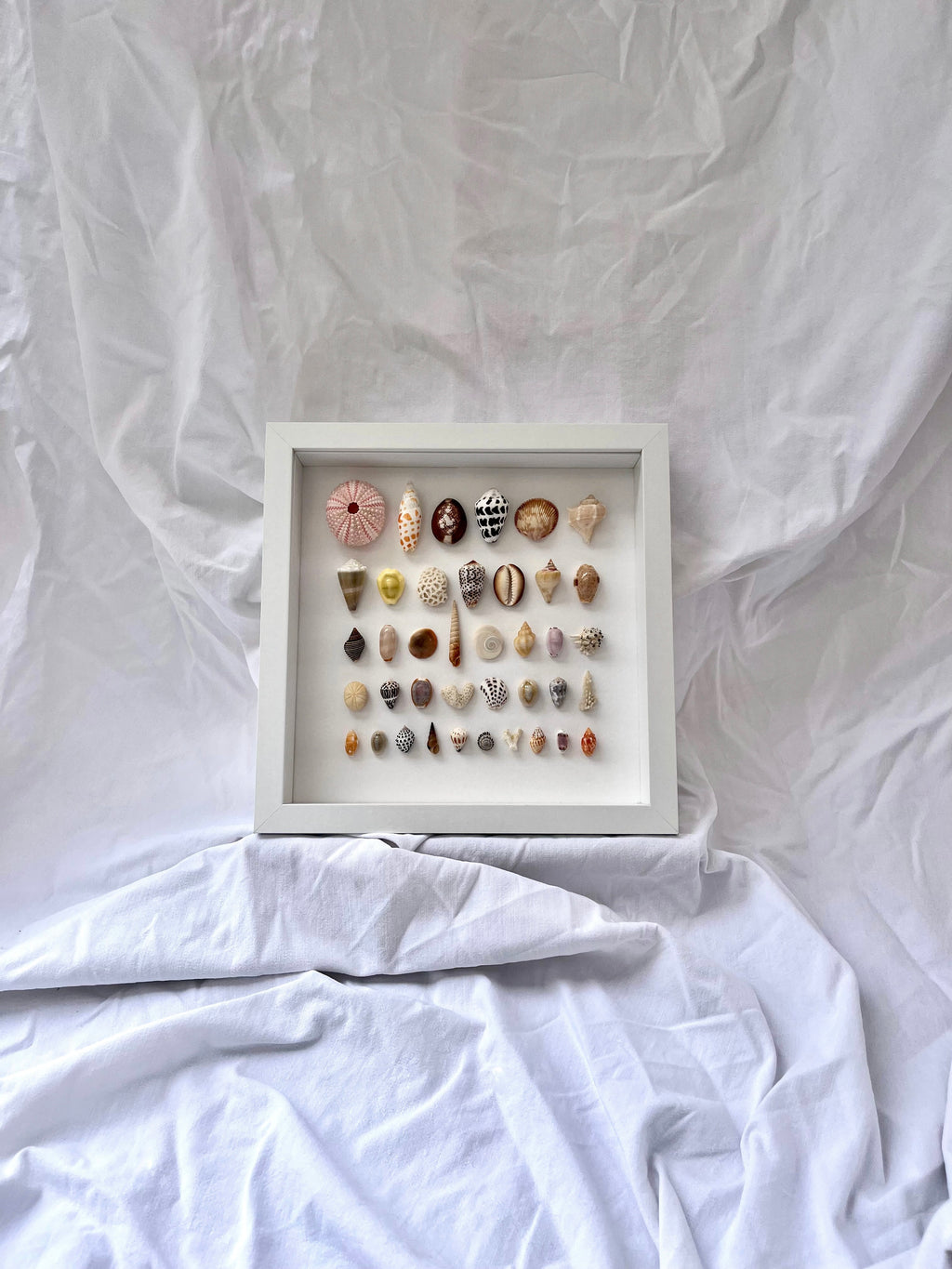 Cadre coquillages